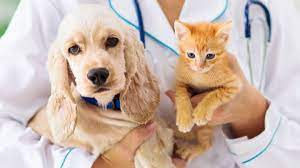 تحقیق بیماری های عفونی در دامپزشکی برای حیوانات