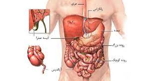 تحقیق آناتومي ابدومن (كالبد شناسي شكم)