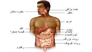 تحقیق دستگاه گوارش