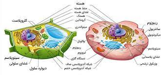 تحقیق سلول انسانی و گیاهی وهسته وغشای سلولی