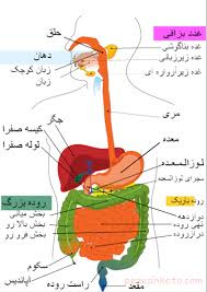 پاورپوینت درمورد گوارش انسان- دهان