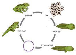 پاورپوینت چرخه زندگی یک قورباغه پایه دوم دبستان