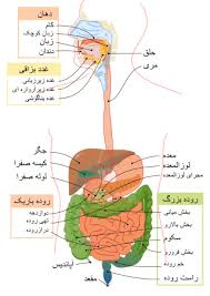 پاورپوینت هیپوتالاموس و غده هیپوفیز