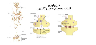 فیزیولوژی کلیات سیستم عصبی به همراه توضیح صوتی