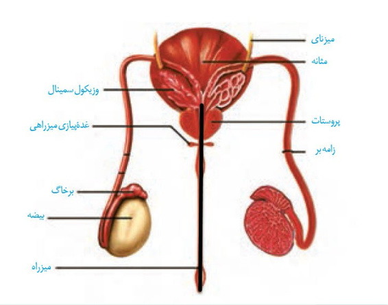 پاورپوینت گفتار3 فصل هفتم زیست شناسی 2 پایه یازدهم تجربی (فصل تولید مثل , گفتار 3 : رشد و نمو جنین )