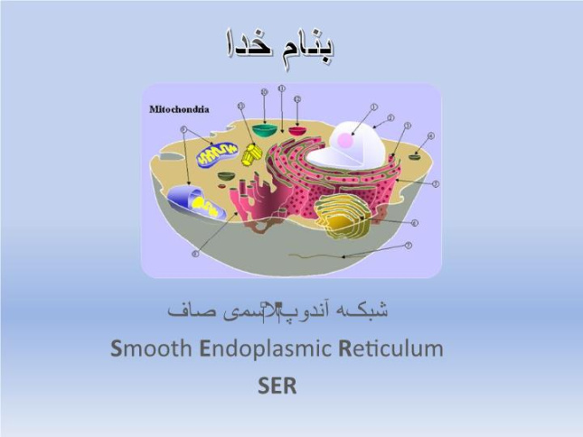 پاورپوینت شبکه آندوپلاسمی صاف