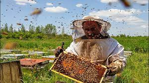 پاورپوینت استاندارد و مهارت آموزشی پرورش دهنده زنبور عسل