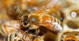 پاورپوینت آلودگی به واروا در زنبوران عسل