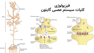 فیزیولوژی کلیات سیستم عصبی به همراه توضیحات صوتی