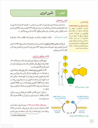 زیست شناسی 3 - پایۀ دوازدهم - دورۀ دوم متوسطه: فصل 5- از ماده به انرژی: گفتار 1 - تامین انرژی