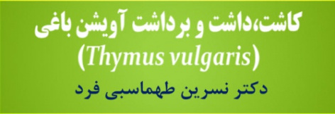 پاورپواینت کاشت، داشت و برداشت آویشن باغی(Thymus vulgaris)