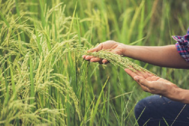 پاورپوینت کامل و جامع با عنوان مدیریت تلفیقی علف های هرز در مزارع برنج در 35 اسلاید