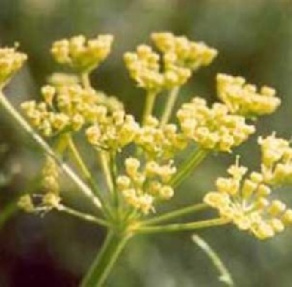 دانلود فایل گیاه آنغوزه  Ferula assa (پاورپوینت 19ص)