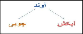 تحقیقی مختصر در مورد آوندهای چوبی و آبکشی