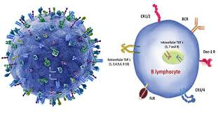 پاورپوینت Biology of lymphocytes (development) زیست شناسی لنفوسیت ها (توسعه)