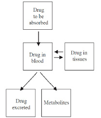 فایل Drug disposition توزيع دارو ها به زبان انگلیسی (رشته دارو سازی)