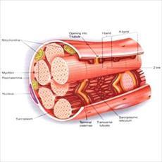 پاورپوینت فیزیولوژی عضله اسکلتی