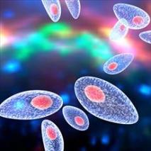 پاورپوینت بررسی انگل توکسوپلاسما گوندی (Toxoplasma  gondii)