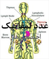 دانلود پاورپوینت در مورد غدد لمفاتیک-Lymphatic