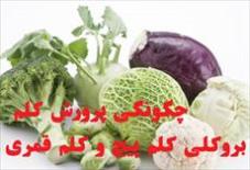 چگونگی پرورش کلم بروکلی ، کلم پیچ و کلم قمری