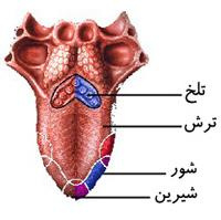 طرح جابر کامل وجامع چشایی در نوک زبان