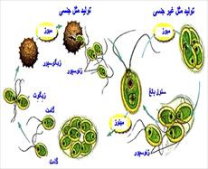 طرح جابر کامل وجامع گیاهان چگونه تولیدمثل میکنند؟