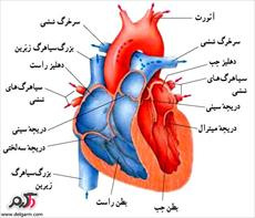 قلب و عملکرد آن