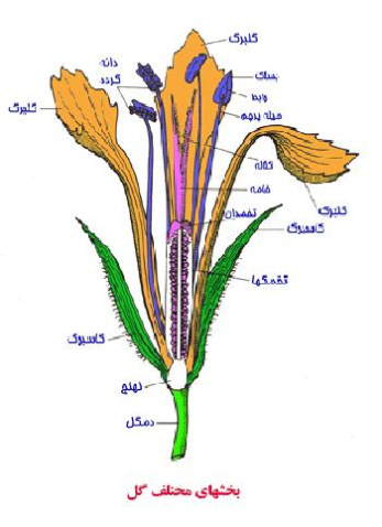 تحقیق گیاهشناسی(1) تشریح اندام های گیاهی