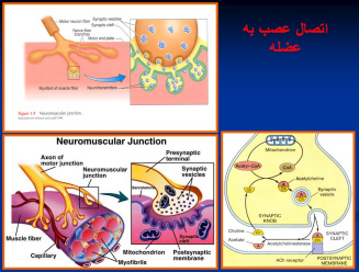 پاورپوینت فیزیولوژی و سازگاری عضله به تمرین (ویژه ارائه کلاسی درس فیزیولوژی ورزشی)