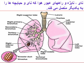 پاورپوینت تنفس هنگام ورزش