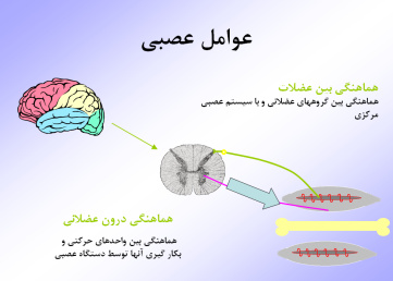 پاورپوینت رشد قدرت در دستگاه عضلانی