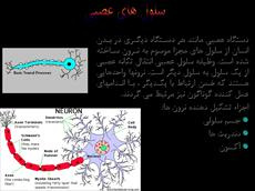 سلول عصبی