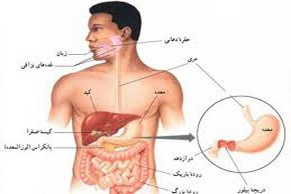 دانلود تحقیق و پاورپوینت کامل آناتومی بدن به همراه شرح