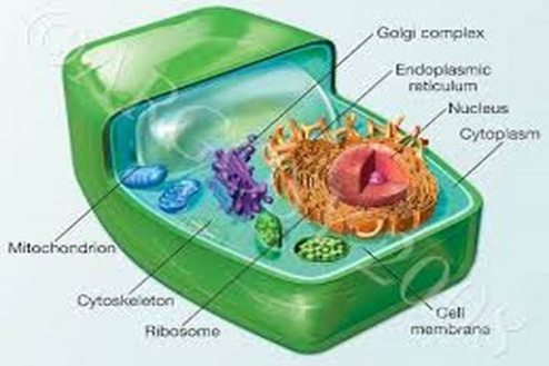 روشهای بیوشیمی مطالعة سلول