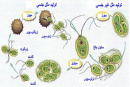 تازه هائی برای تاكسونومیست ها