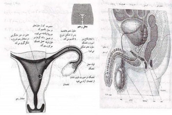 پاورپوینت آناتومی و فیزیولوژی دستگاه تولید مثل - روشهای پیشگیری از بارداری