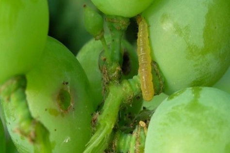 پاورپوینت کرم خوشه خوار انگور – Lobesia botrana