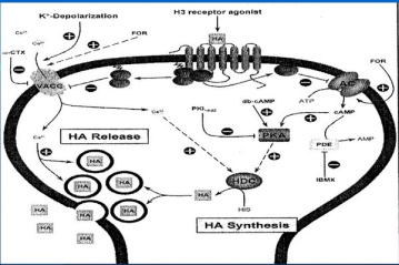 پاورپوینت بررسی نقش گیرنده های مرکزی هیستامینی ( H1,H2 ,H3 ,H4 ) ، در اعمال فیزیولوژیک بدن