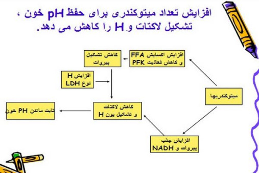 پاورپوینت تمرین استقامتی : تاثیر آن بر اکسیژن مصرفی بیشینه، اجرا و هوموستاز