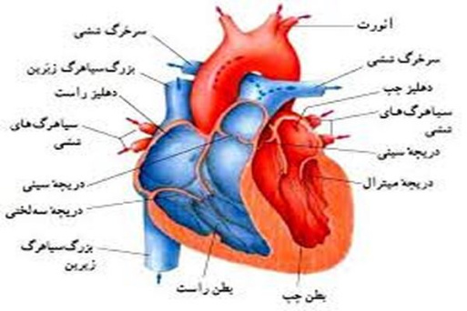 پاورپوینت بررسی بیماری های مادرزادی قلب