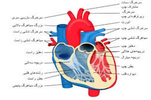 پاورپوینت فیزیولوژی قلب: الکتروکاردیوگرام و تحلیل آن