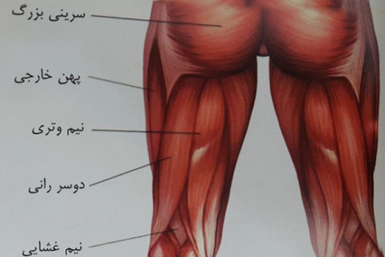 پاورپوینت عضلات پشت ران