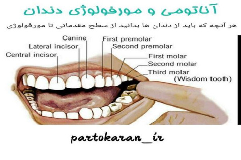 آموزش تخصصی آناتومی و مورفولوژی دندان ها