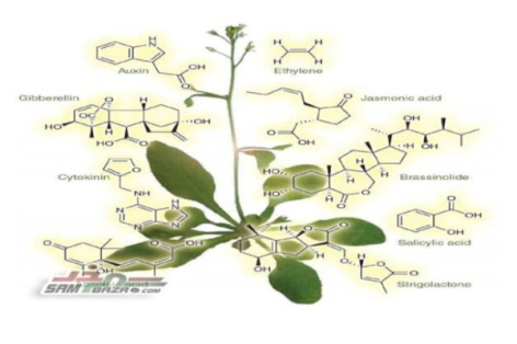 تنظیم کننده های رشد و هورمون های گیاهی – هورمون های کلاسیک