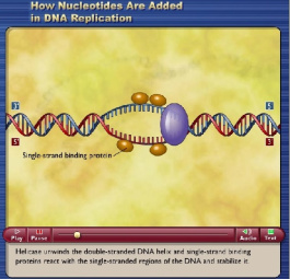 همانند سازی DNA  یا DNA replication