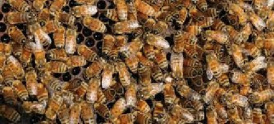 مقاله ای کامل در مورد رشته  کاردانی ناپیوسته علمی-کاربردی پرورش زنبورعسل