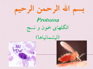انگل لیشمانیا و لیشمانیازیس