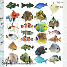 دانلود PNG و کلیپ آرت ماهی های دریا و آکواریوم 3 با کیفیت عالی