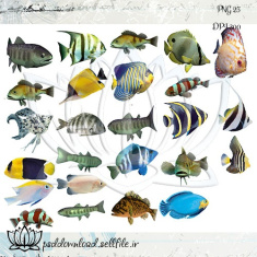 دانلود PNG و کلیپ آرت ماهی های دریا و آکواریوم 4 با کیفیت عالی