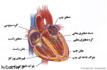 پاورپوینت کامل و جامع درباره فیزیولوژی قلب و دستگاه گردش خون در 87 اسلاید